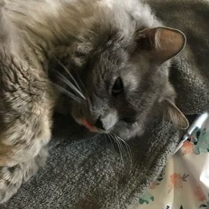 Meet your Posher, Karmin